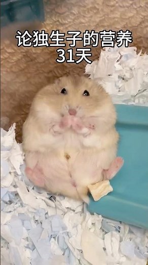 Secret Life of Dwarf Hamsters: Discover the Cutest Facts