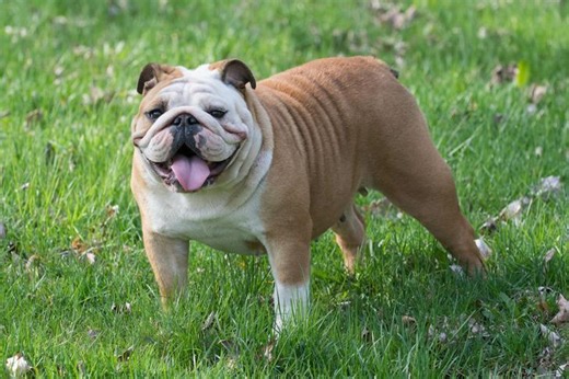 Is the Bulldog a Good Fit for You?