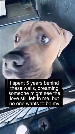 17K views · 2K reactions | Help me get adopted — hit follow ❤️. #dog #shelterdog #doglover #RescueUSA #follow #love #usa #adoptdontshop | Give a hand | Facebook