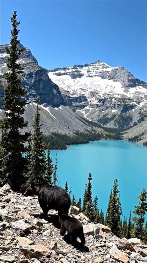 Banff National Park 🇨🇦😍 Most Beautiful Place in Canada #Shorts”
