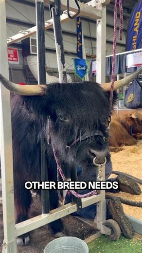 The cow built for freezing Scottish winters | Highland Cattle facts #Shorts
