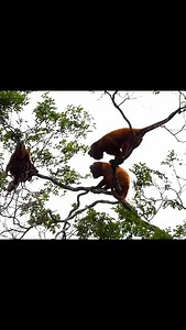 Dans les forêts profondes de Guyane, un cri rauque et puissant fend le silence du matin. Ce n’est pas un rugissement de jaguar, ni le vent dans les cimes… c’est le chant du singe hurleur roux, l’un des sons les plus emblématiques de la jungle. Aussi appelé hurleur orange, ce primate fascinant doit son nom à sa fourrure flamboyante et à ses vocalises spectaculaires, capables de porter à plusieurs kilomètres. Grâce à un os hyoïde élargi, il amplifie sa voix comme dans une caisse de résonance natur