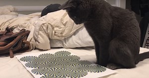 Watch This Cat Lose Its Mind After Faced With An Optical Illusion