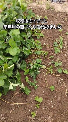 #4 来年用！いちごの苗作りを始めました🍓