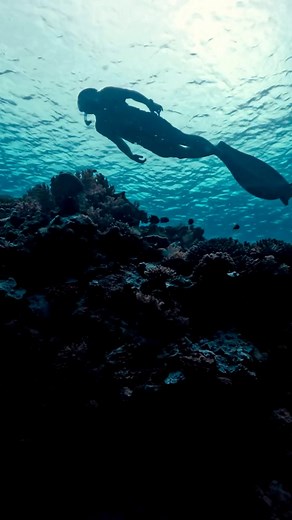 Diving into the enchanting depths of Apo Reef, where vibrant corals and playful fish dance around me. #freedivingbliss #freedivephilippines #freedivingphotography #workhardplayhard #fundive #OceanFriends #worklifebalance #freediving | Jun Lab