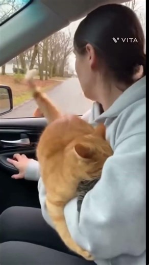 Trending video. Best and viral video. #funnyclips #funny #memes #comedyvideos #trending #subscribe