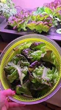 lettuce and tomatoes hydroponic harvest #hydroponic #lettuce #tomato