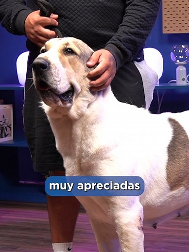 Alabai: El Poderoso Perro Pastor de Asia Central