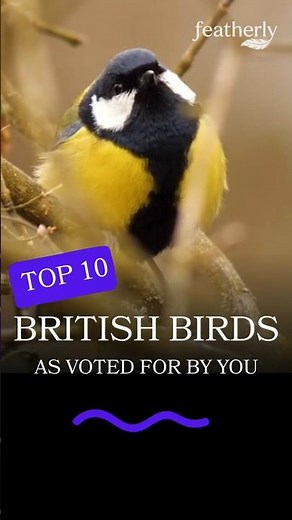 Top 10 British Birds 🇬🇧🐦 #9 The Great Tit #birds #birdfacts