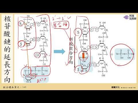 108選生一 4-1DNA複製_2DNA複製的過程
