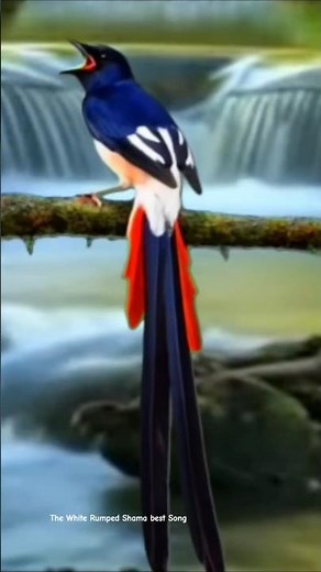 THE BEST WHITE RUMPED SHAMA BIRDSONG || NATURAL MELODY & CLEAR SOUND || MURAI BATU GACOR FULL ISIAN