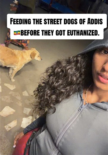 Addis has a significant stray dog population. Periodically, the city conducts mass euthanasia campaigns to control rabies and reduce public safety risks. Many dogs are community fed and semi-dependent on residents. It’s sadly understandable that the city needs to control the number of street dogs. But limiting families to owning no more than two dogs and going door to door to kill loved, cared-for pets that have owners that is not population control. That is cruelty. #fyp #addisababa #doglovers 