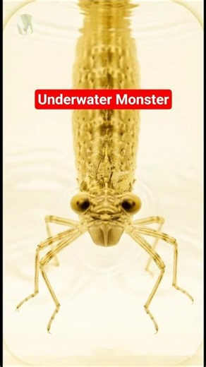 From underwater predator to aerial master — Dragonfly Life Cycle