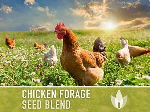 Chicken Forage Blend Heirloom Seeds - 1 Ounce, Omega 3, Backyard Chickens, Sprouting Seeds, Microgreens, Cover Crop, Open Pollinated Non-gmo - Etsy
