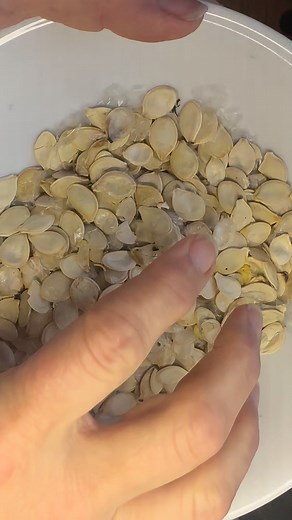 #fairbanks #fairbanksalaska #kenai #kodiak #seward #alaskaseeds #homeralaska #anchorage #wasilla #alaskagrown #alaskalove #livingsoil #notill #ecofarm #ecofarming #regenerativeagriculture #notillgardening #notillfarming #regenerativefarming #companionplanting #companionplants #heirloomseeds #organicseeds #polyculture #alaskaliving #permaculturefarm #seedsandsoilfarm #permaculturefarming #anchoragealaska #palmeralaska | Seeds and Soil Farm, Alaska's Seed Company