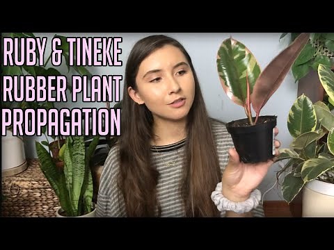 Propagating My Variegated Rubber Plant | Ruby & Tineke Ficus Elastica Cuttings In Water & Soil