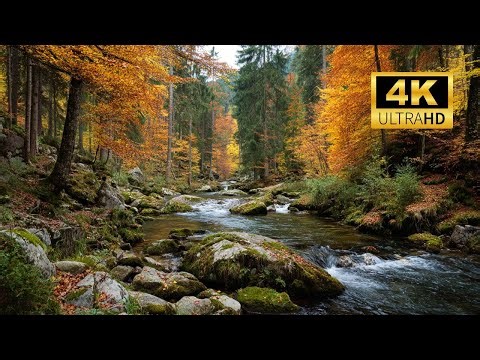 🍁 Autumn Forest Stream Sound: Vibrant Autumn Nature Sounds | Natural Space Helps Reduce Stress