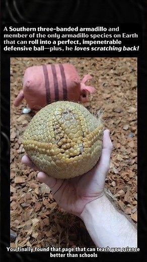 This Rare Armadillo Rolls Into a Perfect, Unbreakable Ball! 🦔 #armadillo #rareanimals #facts