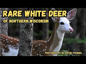 RARE White Albino Deer of Northern Wisconsin A Photographic Journey