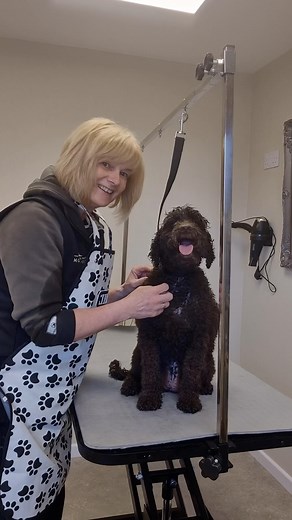 19 reactions | Dora the 8 year old cockapoo came for a visit today for a full groom. She was officially my first client with it being my proper business launch date today! She was a very good girl but I couldn’t believe the amount of hair 藍 She was a little fluff ball , probably a couple of kilos lighter when she left me 藍 I look forward to seeing you again soon Dora ❤️#doggroomer #dogsofinstagram #cockapoo | The Cottage Groom Room | Facebook