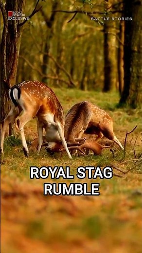 Two Male Fallow Deers Lock Antlers in Order to Win the Rights to Mate | Battle Stories