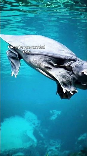 World Rivers Day 2025: Protecting Freshwater Turtles