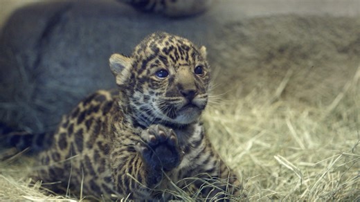 Watch this jaguar cub get used to the sounds of human activity