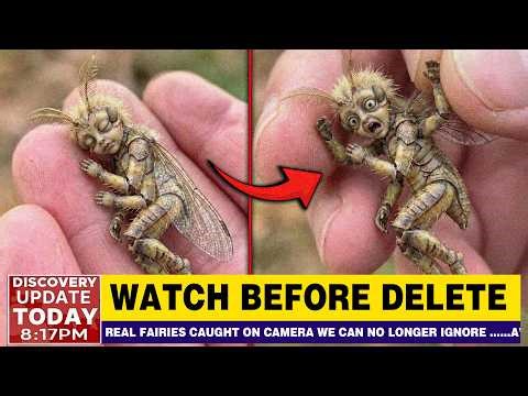REAL Fairies Caught on Camera — Their True Appearance Will Leave You in Shock