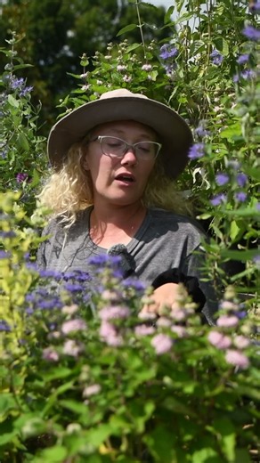 How to Prune Caryopteris for MAXIMUM Blooms! 🐝 Get More From Your Bluebeard!