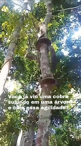 A píton reticulada (Python reticulatus) é uma das maiores serpentes do mundo, é capaz de subir em árvores com agilidade impressionante graças ao seu sistema muscular altamente desenvolvido. Seus músculos segmentados permitem que ela contraia diferentes partes do corpo simultaneamente, criando pontos de apoio enquanto avança. 🐍 Ela utiliza a força e flexibilidade de suas escamas ventrais, que oferecem aderência em superfícies rugosas, como troncos. Essa combinação de força, coordenação e aderênc