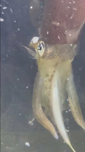 【アオリイカ飼育】海水生物マニアが辿り着いた『最高峰』。気品、変色、そして戦慄の捕食シーン。