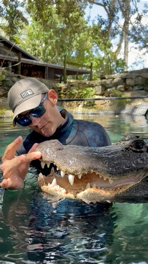 24K views · 810 reactions | Alligators have 80 teeth in their jaws,...