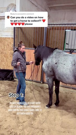 How to Teach a Horse to Collect: Step-by-Step Guide