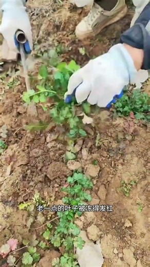 Homemade Veggie Paradise: My Organic Garden Journey