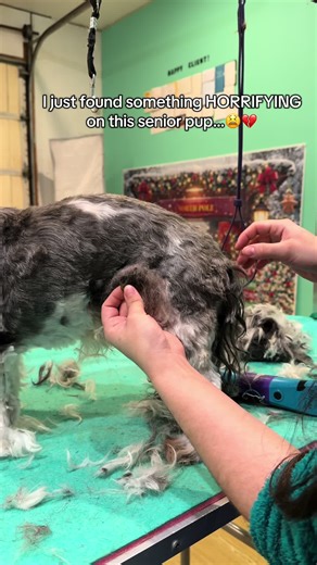 Essential Dog Grooming Tips for Pet Owners