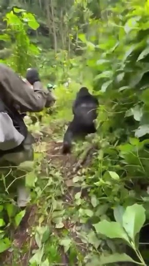 Silver back pushing a person during the trekking #wildlife