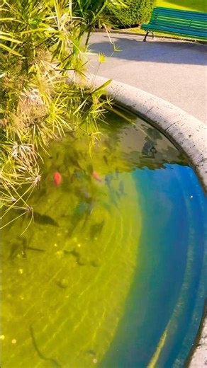 🐠 “World’s Most Beautiful Aquarium Fish! 😍