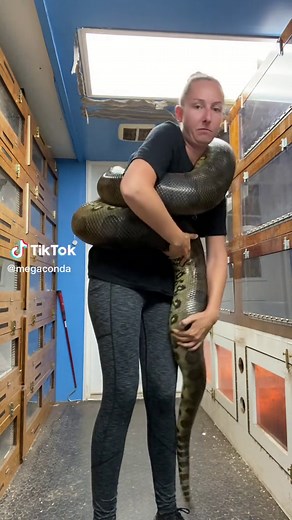 Anaconda: The Giant Snake You Can Keep as a Pet