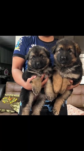 SAMFE PETS on TikTok