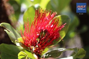 Rapid ‘Ōhi‘a Death Detection Prompts Maui Meetings | Maui Now