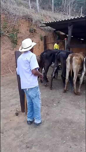 Cattle Care and Interaction in Rural Settings