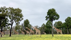 5.5K views · 412 reactions | Our majestic Giraffe herd just making their way across the paddock. Video: Keeper Bobby-Jo Vial | Taronga Western Plains Zoo | Facebook