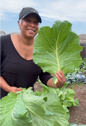 Preserving Collard Greens: Tips and Techniques