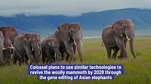 Scientists Claim They've Brought The Dire Wolf Back From Extinction