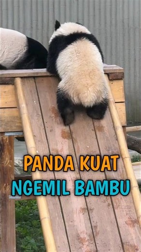 Panda Habitat Paling Unik #short #hewan #panda