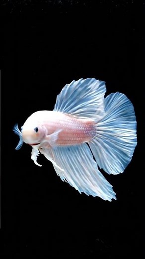 Betta Fish Cellophane Plakat The Most Beautiful #bettafish