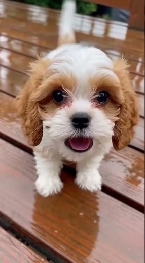 Cavalier Poodle Mix puppy 🐶 #dogs