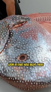 8.2K views · 32 reactions | What caused these big holes in the Opah Fish?  Your Saltwater Guide is Sponsored by Colder Ice. | Your Saltwater Guide | Facebook