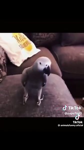 Videos de papu (@papu7643) con “sonido original - papu”