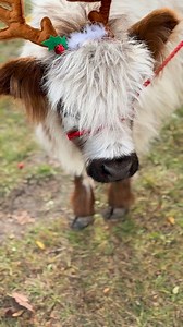Every herd needs a holiday influencer.🎅#Woodford #NotforgottenFarm #ohiophotography #Highlandcow #Christmas | Notforgotten Farm